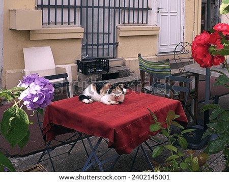 A tricolor cat resting on a table covered with a red tablecloth in a street cafe