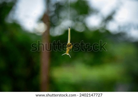 The Yellow-shelled small slug hanged 