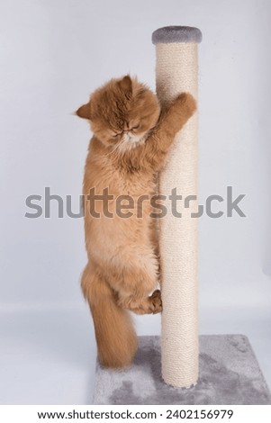 Red Persian Exotic Longhair cat sharpens its claws on the scratching post Royalty-Free Stock Photo #2402156979
