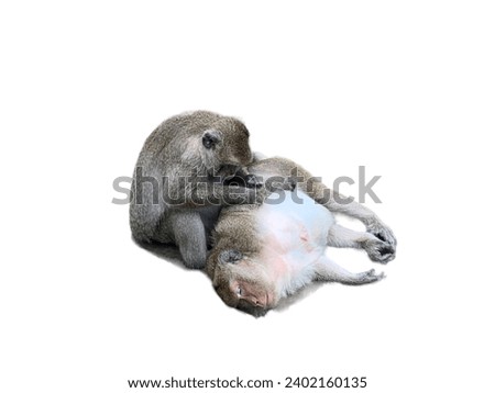 The monkey is sleeping and looking for lice on isolated white background