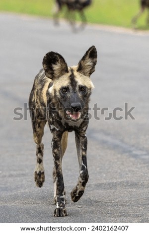 African Wild Dog searching for food, playing and running in the Kruger National Park in South Africa