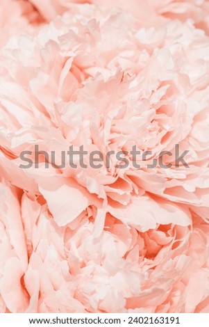 Peony flowers spring holiday flowery aesthetic nature close up pattern,  botanical design background, floral top view photo, cream pink color delicate flower, scenery beauty nature wallpaper, sunlight