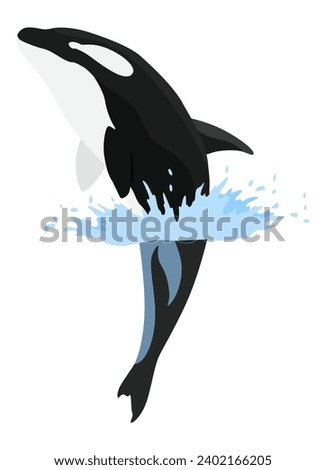 Orca animation in water. Cartoon animal design. Ocean mammal orca isolated on white background. Whale killer jumping, predator fish illustration