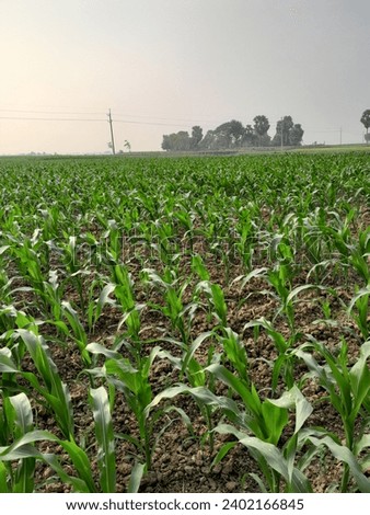Maize fields, like green beds, the picture was taken from a village in Rajshahi district of Bangladesh.