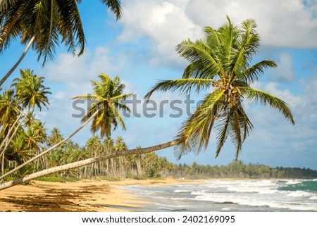 Two hanging green palm trees over the sandy large wild tropical beach. Sea waves and blue sky in the background. The best untouched wildlife lands on the planet Earth