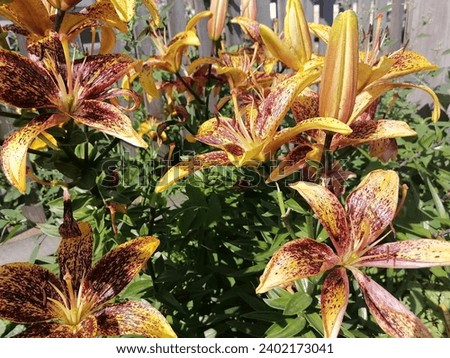 Large beautiful lily flowers growing in the garden in summer. Yellow-orange lily flowers with dots on a sunny day.