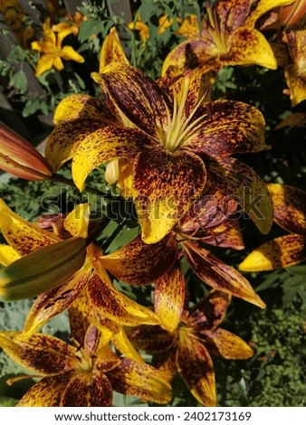 Large beautiful lily flowers growing in the garden in summer. Yellow-orange lily flowers with dots on a sunny day.
