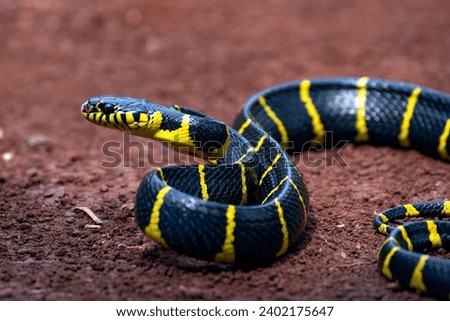 Cat snake on the ground ready to attack
