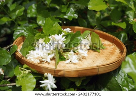 Arabian jasmine flower in bamboo basket. It is a flower that lives with Thai people. fragrant flowers Pure white is used as a Mother's Day symbol, garland, aromatherapy industry and tea flavoring.     Royalty-Free Stock Photo #2402177101