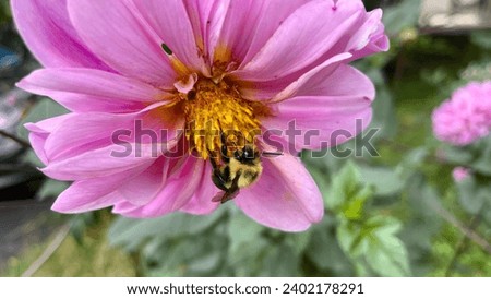 Close-up of a bee gathering nectar from a pale pink dahlia flower. Close-up of a small bee at work clinging to a pale pink dahlia.