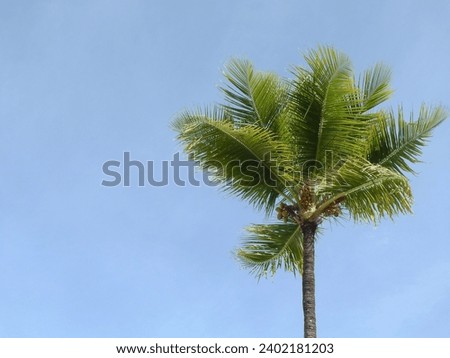 Coconut palm tree on blue sky background. Copy space.