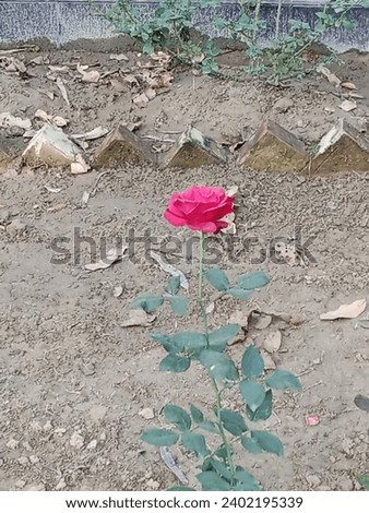 A picture of a beautiful colorful rose flower