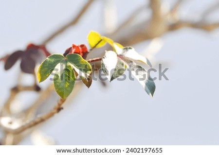 maple leaf, maple leaves or green leaf or Acer saccharum Marsh or yellow leaf Royalty-Free Stock Photo #2402197655