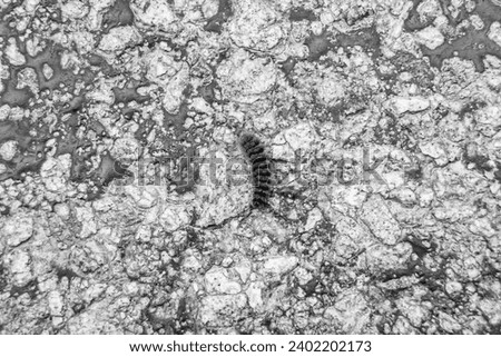 Photography on theme beautiful hairy caterpillar in hurry to turn into butterfly, photo consisting of small butterfly caterpillar outdoor in rural, butterfly caterpillar creeps fast along big car road