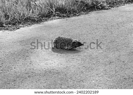 Photography on theme beautiful prickly little hedgehog goes into dense wild forest, photo consisting of prickly baby hedgehog outdoor in rural, prickly small hedgehog running fast on dark big car road