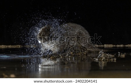 Common otter fishing at night