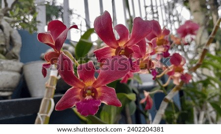 Red Dendrobium Orchid, the picture taken from Blitar City, East Java, Indonesia.