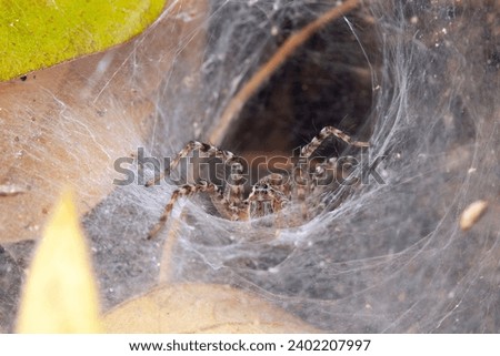 Labyrinth or Funnel-web Spider (Agelena labyrinthica) lurking in its web or retreat