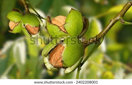Ripe nuts of a Walnut tree Royalty-Free Stock Photo #2402208001