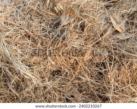 Pile of dry rice straw on the ground. The dry grass spreading in field of village. Farm concept background. Dry straw, hay texture background. Rice straw is removed with the rice grains during harvest