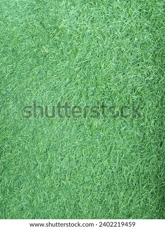 Best quality grass picture . Nature is most beautiful