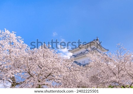 Cherry blossoms at Odawara Castle, Odawara City, Kanagawa Prefecture Royalty-Free Stock Photo #2402225501