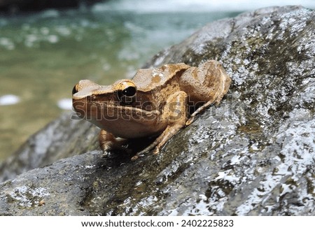 Typical Frog - Genus Indosylvirana Frog in before a Natural Waterfall in Kerala - Inida its Belongs to the Family Ranidae  Royalty-Free Stock Photo #2402225823