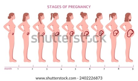 Pregnancy stages. Fetus develops, nine months, child formation, woman silhouette profile view, abdomen changing size, gynecology infographic, cartoon flat isolated tidy vector concept
