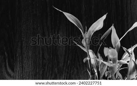 Dracaena Sanderiana or lucky bamboo aka bamboo fortune, abstract monochrome texture, nature background, tropical leaf