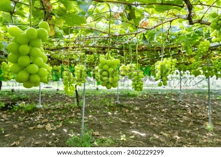 Shine Muscat Shelf at the Grape Farm Royalty-Free Stock Photo #2402229299