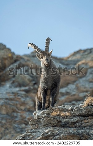 Portrait of huge male alpine ibex, Capra ibex, standing on rocks in its alpine habitat, Alps Mountains, Italy, Vertical, December.