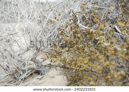 Beach green plants light and airy background and texture in Fuerteventura Costa Calma sandy beach landscape