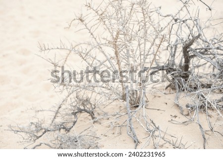 Beach dried plants light and airy background and texture in Fuerteventura Costa Calma sandy beach landscape