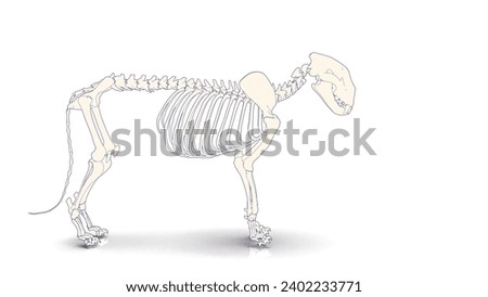 animal of lion skeleton system anatomy medical 3d illustration