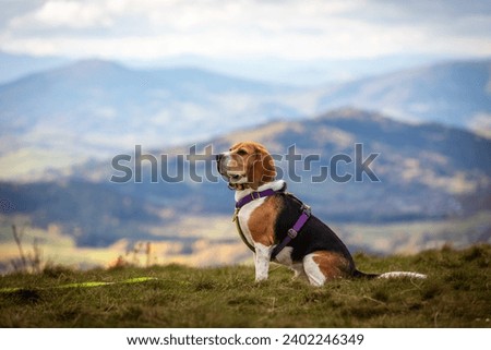 photos of a dog from an autumn trip to the mountains