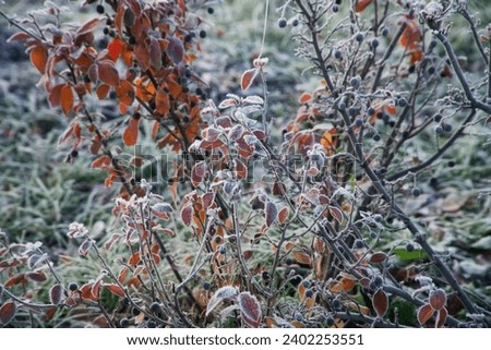 Frozen and frost-covered branches and berries of a garden ornamental shrub against a background of green grass. First frost. Photo. Selective focus. Close-up