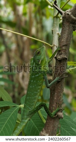 a reptile that is looking for food on the trunk of a cassava tree