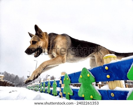 Dog German Shepherd jumping over the fence in winter day and white snow arround. Waiting eastern European dog veo and white snow