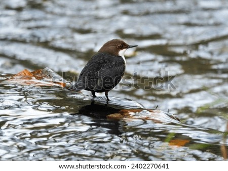 The Dipper is a bird of uplands and moorland streams. They require clean oxygen rich water to find their invertebrate prey. They often move to coastal areas in winter. Royalty-Free Stock Photo #2402270641