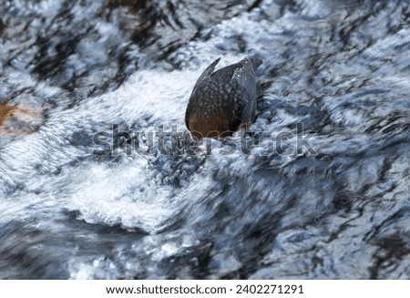A Dipper looks underwater to select a good area to search for its invertebrate prey. This dipping habit is how the bird got its name and clean water is essential to help in hunting. Royalty-Free Stock Photo #2402271291