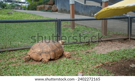 Animal photo: A large brown turtle in a patch of green grass. During the day, the weather was clear, this turtle was in a cage with a black fence. Gazing outside at the paved path, empty of people.