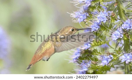 Allen's Hummingbird feeding on flower nectar