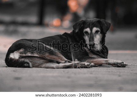 stray dog laying alone on the street in winter, hungry dog outside in cold