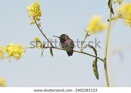 Beautiful Anna's Hummingbird perched on blossoming flower stem
