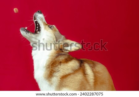 Dog catches a treat against a red backdrop