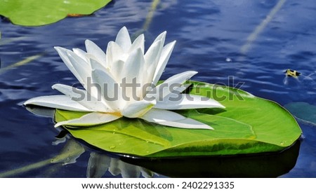 Water lily with a green foliage in the clear, blue water of a forest lake. This picture is perfectly optimized for Frame TV Art, size 3840 x 2160 pixels. The Frame TV Art. 4K