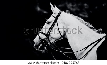  A black and white image of a white horse with a bridle on its muzzle. Equestrian sports. Photo of a horse.