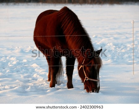 Portrait of a horse in winter outside in the cold at sunset, bright fire color