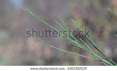 Green beauty: Scotch broom, (Cytisus scoparius) bracts unveil late fall's new gems. Royalty-Free Stock Photo #2402302529