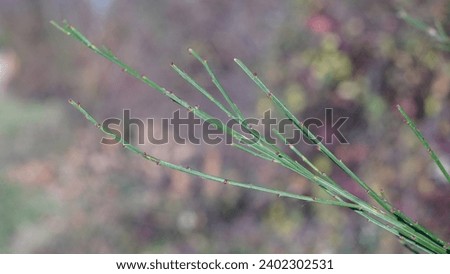 Green beauty: Scotch broom, (Cytisus scoparius) bracts unveil late fall's new gems. Royalty-Free Stock Photo #2402302531